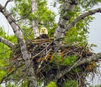 Adult Bald Eagle sitting in nest made of sticks looking straight at viewer.